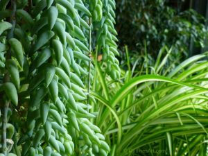 Varied green shades of leaves